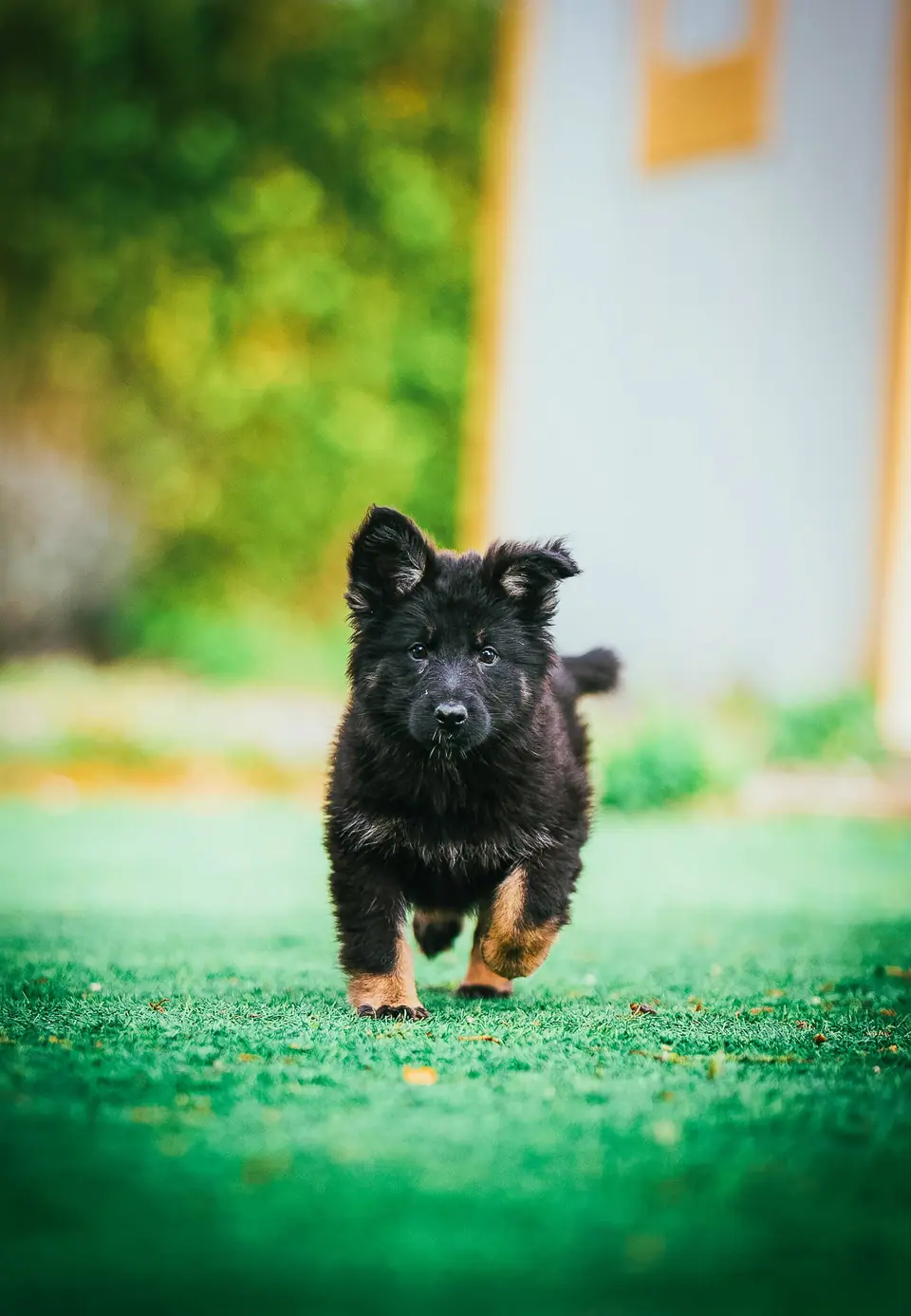 Como Escolher um Cachorro Pastor Alemão: Guia Completo