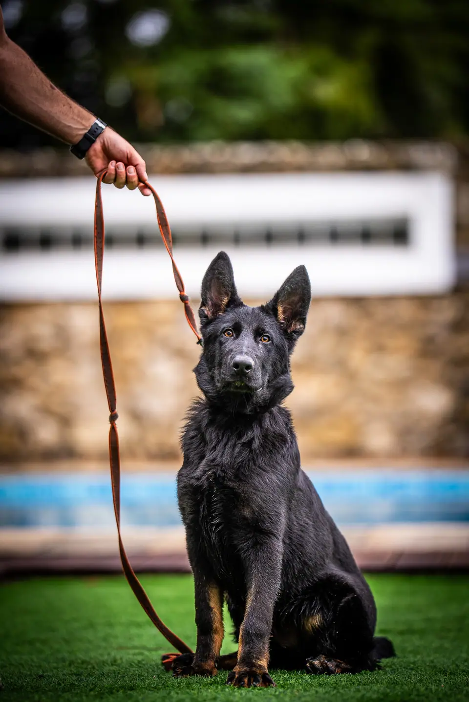 Displasia da Anca no Pastor Alemão: O Que Deve Saber Antes de Comprar um Cachorro