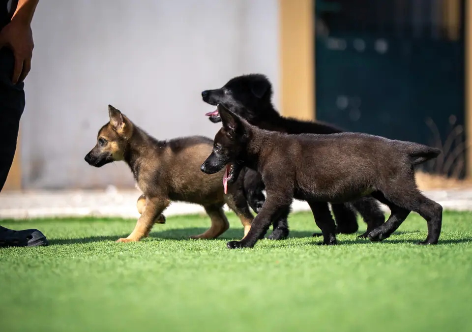 Como Socializar um Cachorro Pastor Alemão de Linha de Trabalho