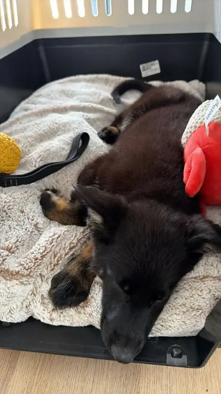 Um cachorro Von TyrWald a dormir na caixa de transporte