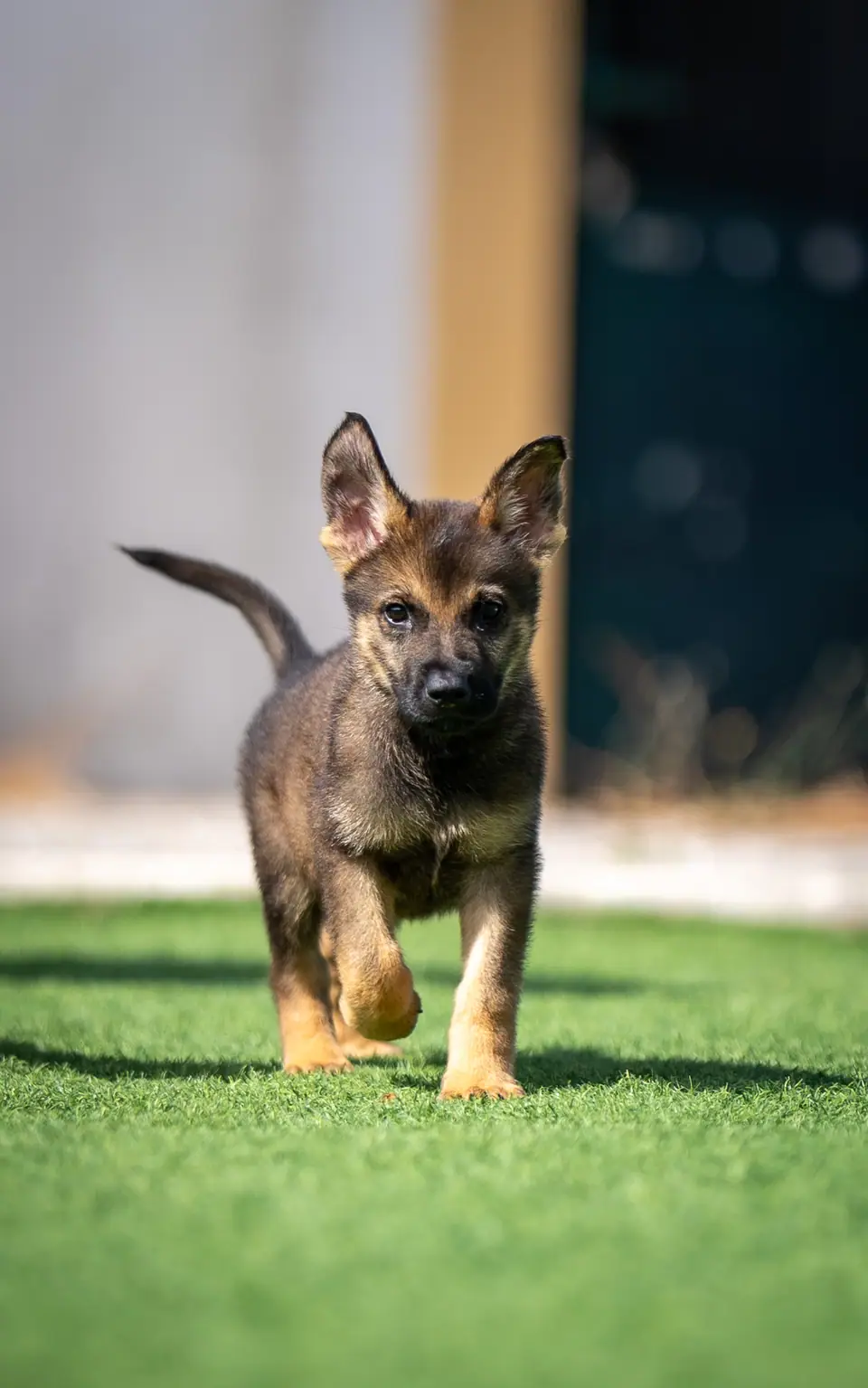 Melhor Alimentação para Cachorros Pastor Alemão