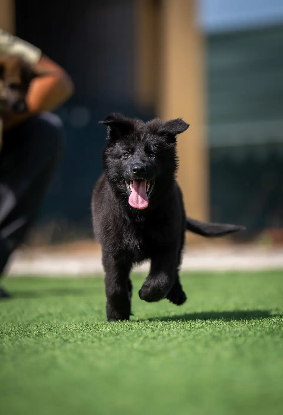Quanto deve comer um cachorro Pastor Alemão?