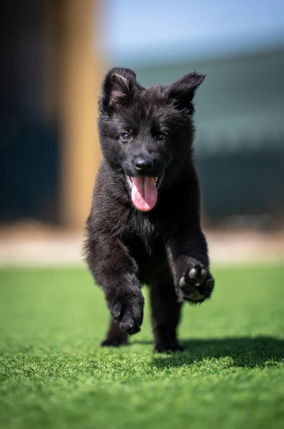 Cachorro Pastor Alemão a correr