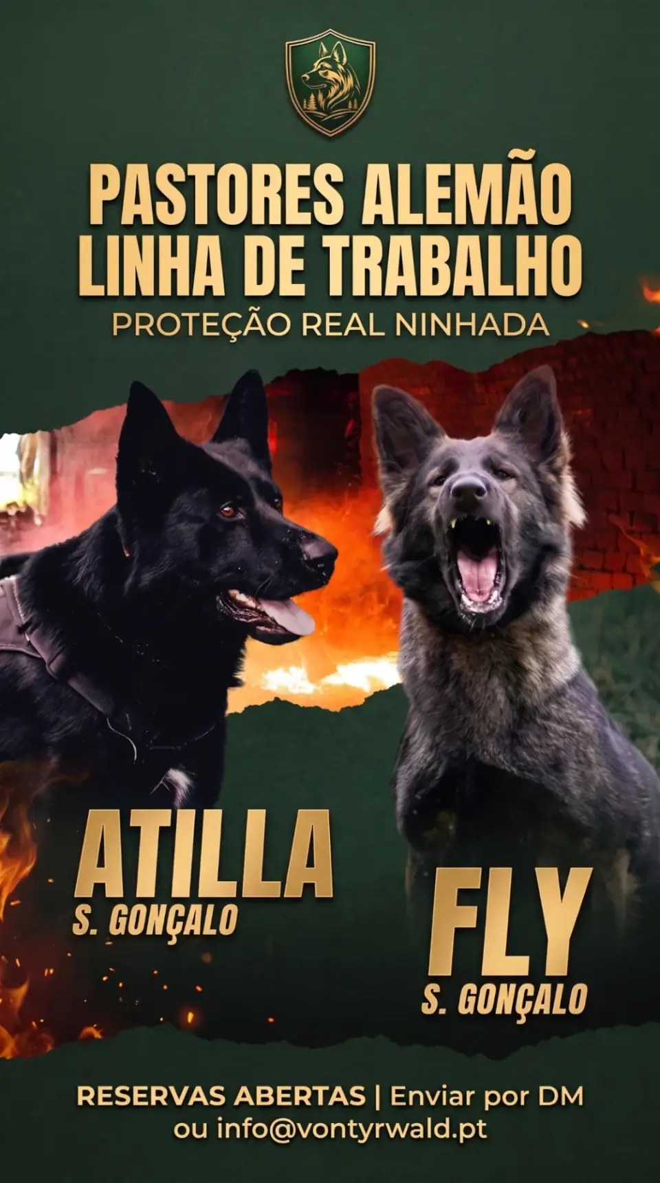Próxima ninhada de Pastor Alemão de linha de trabalho: Atilla S. Gonçalo x Fly S. Gonçalo