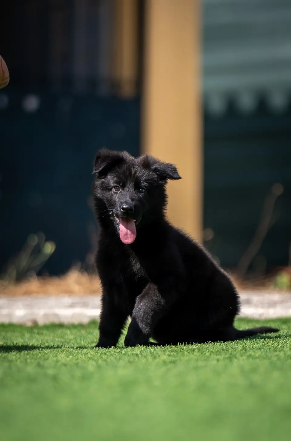 Von Tyr Wald Cachorro
